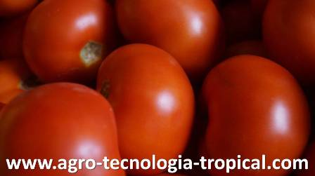 El tomate margariteo es como los tomates manzanos